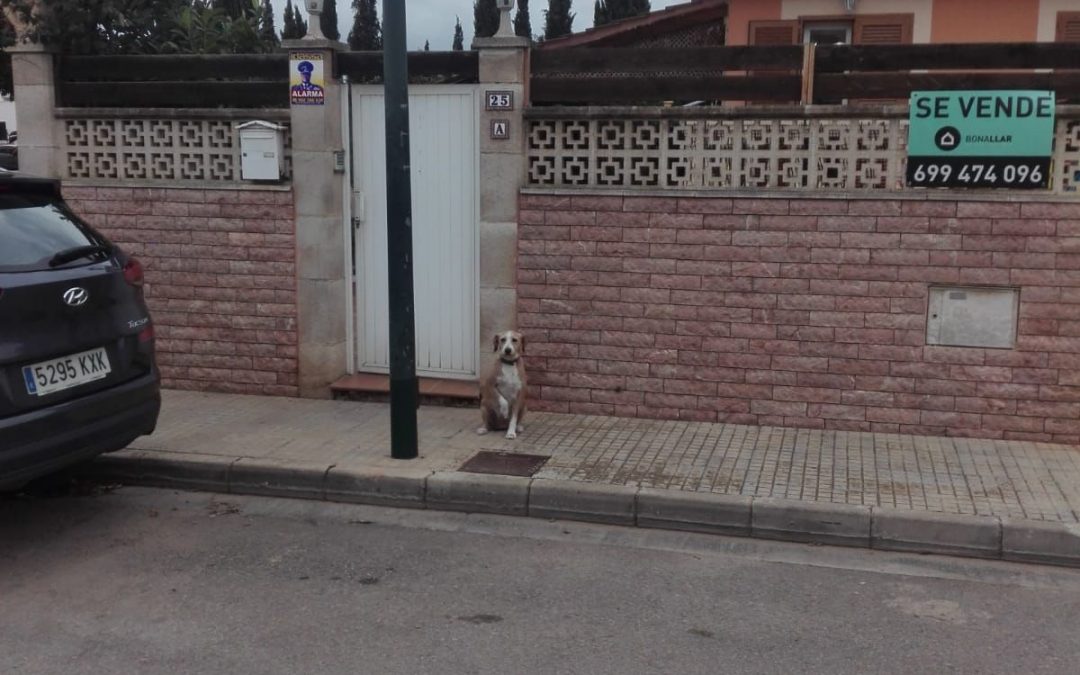 PAREADO EN CAN CARBONELL – MARRATXI
