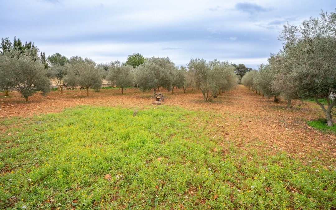 FINCA RUSTICA EN LLUCMAJOR 14500 METROS