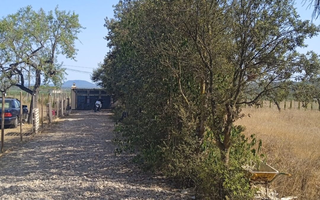 BONITA FINCA EN CONSELL CON CASA DE UNOS 70 M2