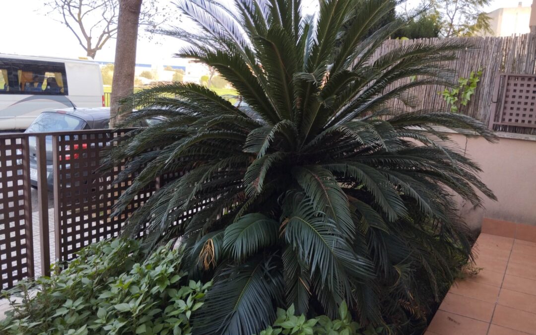 EXCELENTE PLANTA BAJA CON TERRAZA, APARCAMIENTO Y TRASTERO EN ZONA CIUDAD JARDIN