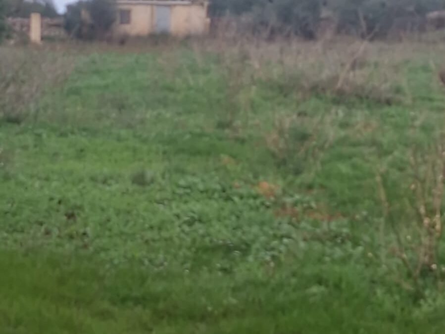 TERRENO EN SANTA MARGALIDA DE 3618 m2